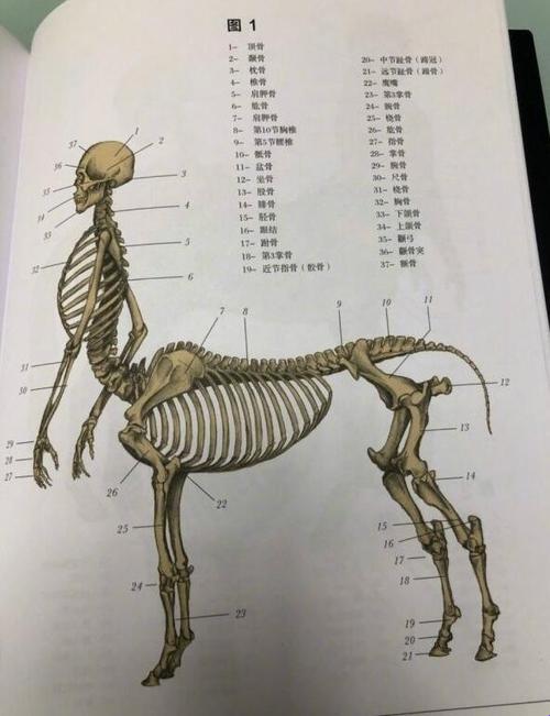 “身怀人马奇术，探秘科技江湖：笑看惊喜不断的奇幻漂流”