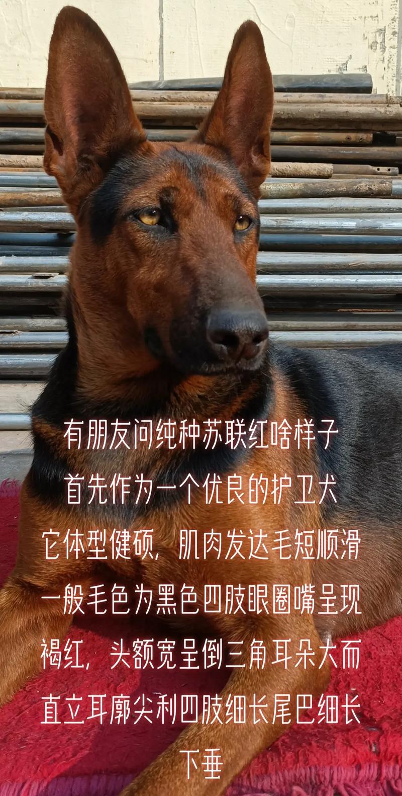 苏联大型犬：辉煌而神秘的篇章