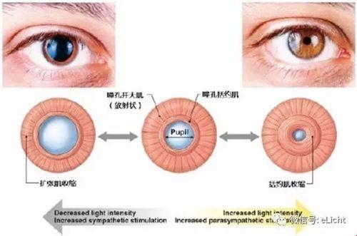 水乳交融与唇齿相依：独具匠心的两种相依相伴